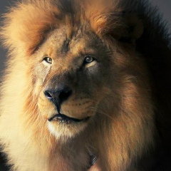 Андрей Конопляник, 02.08.1989, Гомель