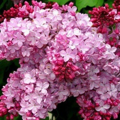 Оксана Аверьянова, 18.05