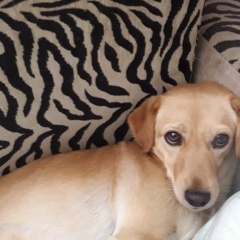 Тина Чкадуа, 01.07.1954, Новочеркасск