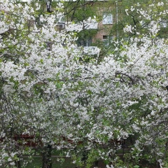 Дочь Тыгына, Москва