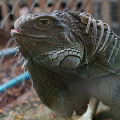 Ras Parws, 15.03.1995, Bangkok