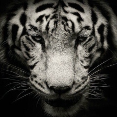 Бокейхан Болатов, 13.09