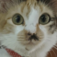 Crisinha Amo Gatos, 27.02