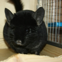 Алеся Петрухина, 02.08.1988, Москва