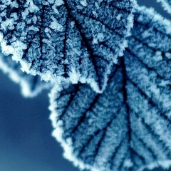 Софья Косачёва, Белгород