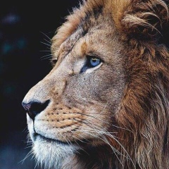 Anton Volskyi, 15.08, Киев