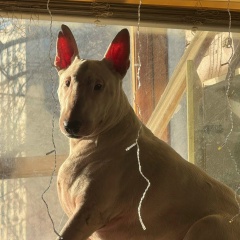 Оля Кобзева, 07.03.1988, Москва