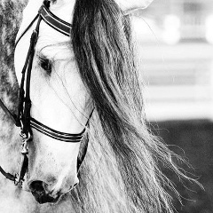 Артём Пожарский