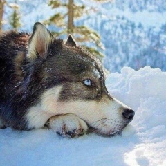 Alex Krivcov, 24.10, Каркаралинск