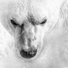 Илья Бойко, Астана