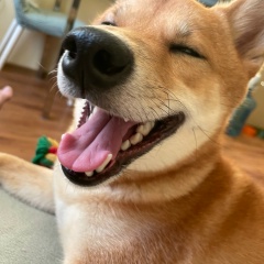 Константин Стабредов, Пермь