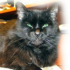 Светлана С, Санкт-Петербург