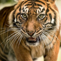 Алексей Лосев, Санкт-Петербург