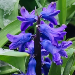 Ирина Белугина, Люберцы