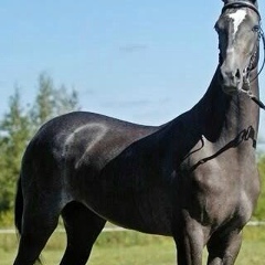 Саламат Исабаев, 29.08.1988, Алматы