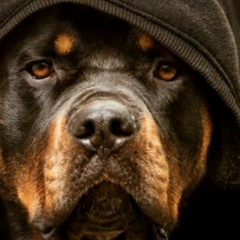 Санька Владимиров, 01.03, Псков