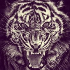 Артур Шишков, 29.01, Киев