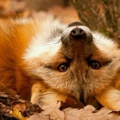 Вита Ковальчук, 03.11.1984, Житомир