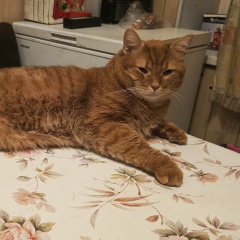 Валерий Рудов, 16.08.1988, Санкт-Петербург