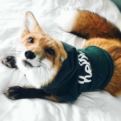 Артем Соколов, 01.04, Москва