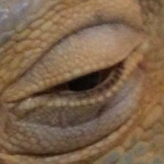 Александр Торохов