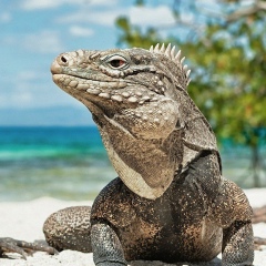 Ника Смекалова, 26.07