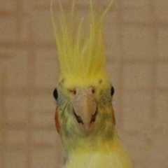 Алексей Кутузов, 15.02