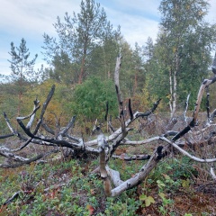 Алексей Шонин, Санкт-Петербург