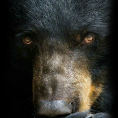 Виктор Воронин, Нижний Новгород