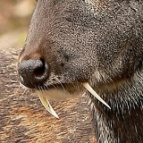 Даниил Безносов, 16.05.1981, Надым