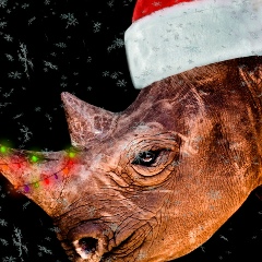 Коля Крузенштейн