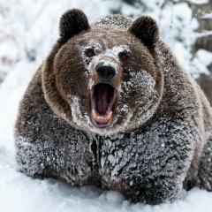 Михаил Белев