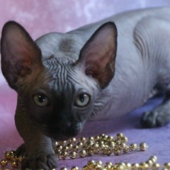 Яна Цыганенко