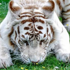 Анастасия Никитина, 15.01, Санкт-Петербург