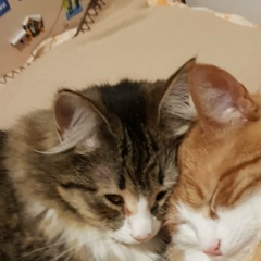 Маргарита Комарова, 22.06.1959, Санкт-Петербург