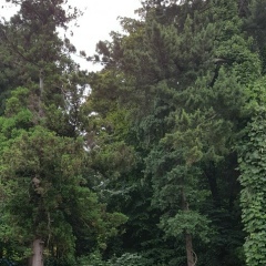 Попрыгунья Стрекоза, 05.02.1990