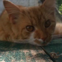 Анатолий Стукота, 28.01.1990, Киев