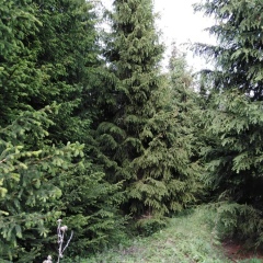 Ирина Нугуманова, 14.01, Самара