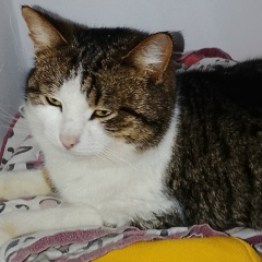 Наурызбек Шокан, 10.03.1991, Атырау