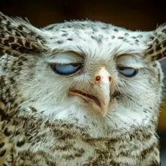 Умар Алиев, 27.04.1987, Medina