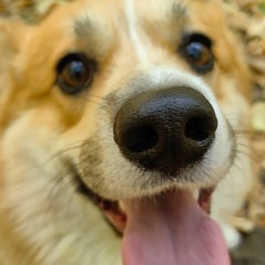 Ольга Долженко, Мурино