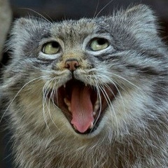 Виталий Sturk, 18.10.1981, Омск