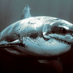 Kuanysh Mnepes, 08.04.1980, Жанаозен