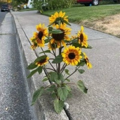 Катюша Новикова, 04.02