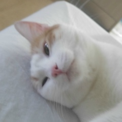 Furkan Oz, 15.08.1987, İstanbul