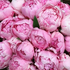 Гульназ Имамова, Москва