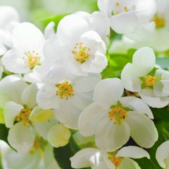 Елизавета Легкодымова, 21.03.1986, Калуга