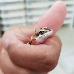 Yudistira Rahmadoni, 27.01