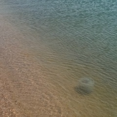 Светлана Гришина, Саратов