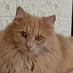 Светлана Геннадьевна, Красноярск